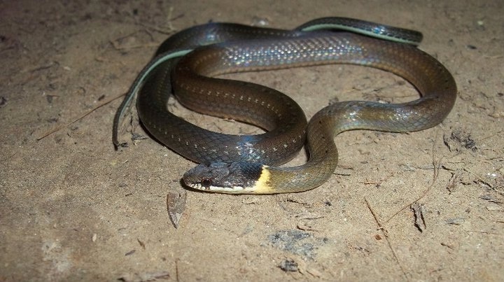 Collared Black-headed Snake From 3220 Sreemangal - Bhanugach Rd, 3220 