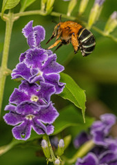Amegilla cingulata