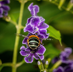Amegilla cingulata