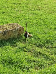 Vanellus indicus