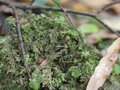 Camptochaete arbuscula