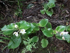Begonia semperflorens-cultorum