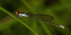 Pseudagrion ignifer