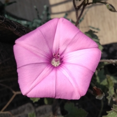 Convolvulus althaeoides
