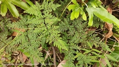Cheilanthes tenuifolia