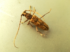 Pseudaeolesthes chrysothrix