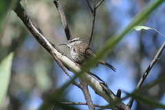 Campylorhynchus jocosus