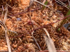 Sphagnum
