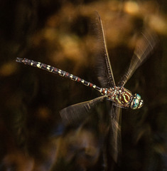 Austroaeschna unicornis