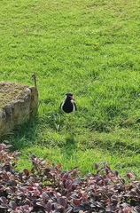 Vanellus indicus