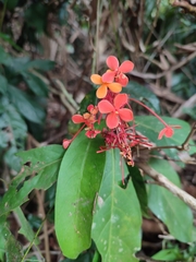 Ixora chinensis