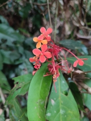 Ixora chinensis