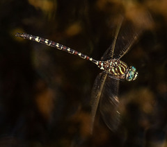 Austroaeschna unicornis