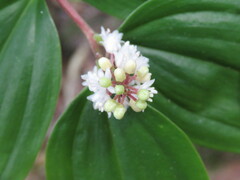 Maianthemum scilloideum