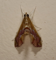 Agathodes ostentalis