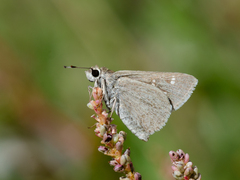 Eogenes alcides