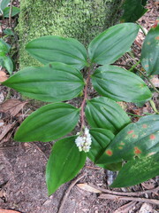 Maianthemum scilloideum