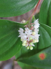 Maianthemum scilloideum