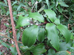 Maianthemum paniculatum