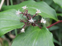 Maianthemum paniculatum