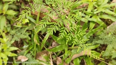 Cheilanthes tenuifolia