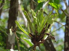 Calliandra belizensis