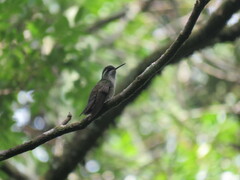 Lampornis viridipallens