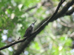 Lampornis viridipallens