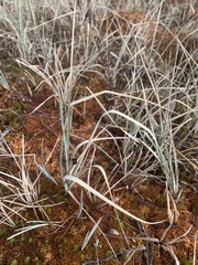 Carex livida
