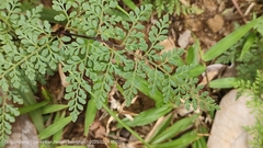 Cheilanthes tenuifolia