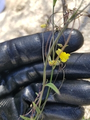 Neogaerrhinum filipes