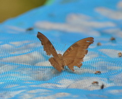 Dophla evelina