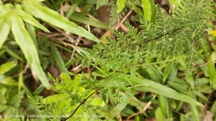 Cheilanthes tenuifolia