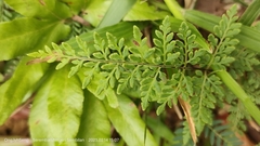 Cheilanthes tenuifolia