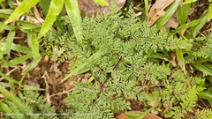 Cheilanthes tenuifolia