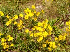 Helianthus longifolius