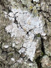 Fungi