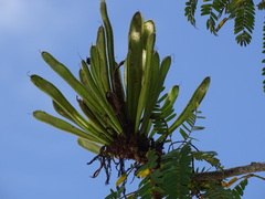 Calliandra belizensis