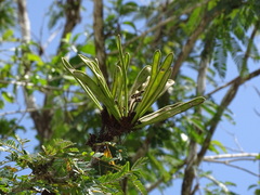 Calliandra belizensis