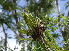 Calliandra belizensis