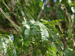 Calliandra belizensis