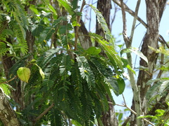Calliandra belizensis