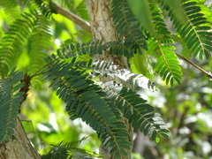 Calliandra belizensis