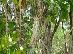 Calliandra belizensis