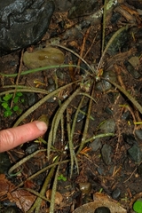 Arthropodium candidum