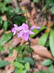 Pseuderanthemum variabile