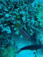 Canthigaster solandri