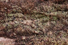 Protoparmelia ochrococca