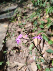 Pseuderanthemum variabile