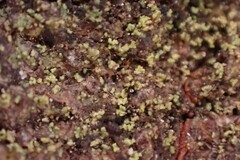 Protoparmelia ochrococca